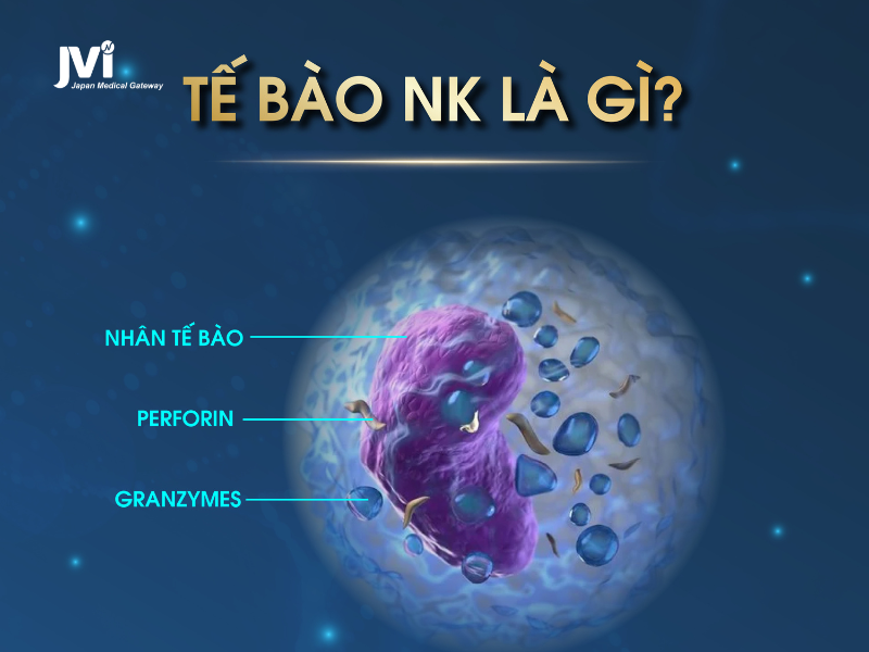 TẾ BÀO NK LÀ GÌ?