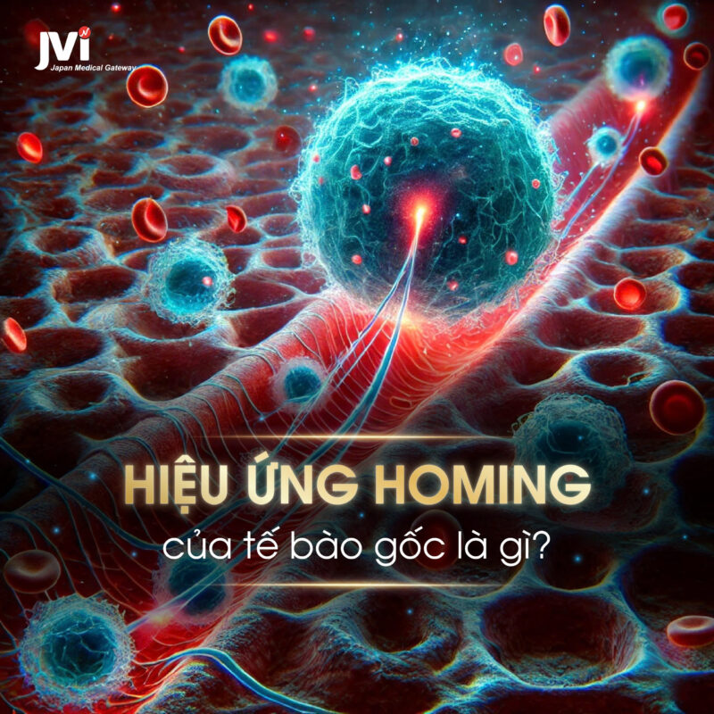 HIỆU ỨNG HOMING CỦA TẾ BÀO GỐC LÀ GÌ? 